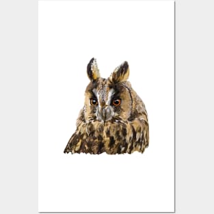 Little Owl Posters and Art